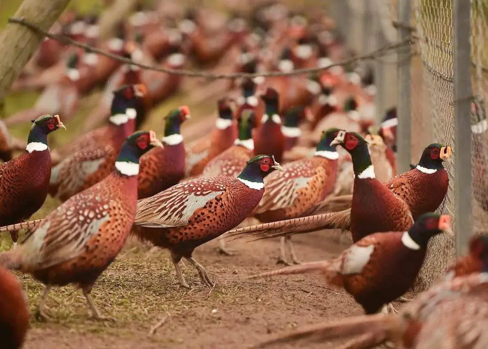 Удивительные фазаны, их природа, особенности и разведение